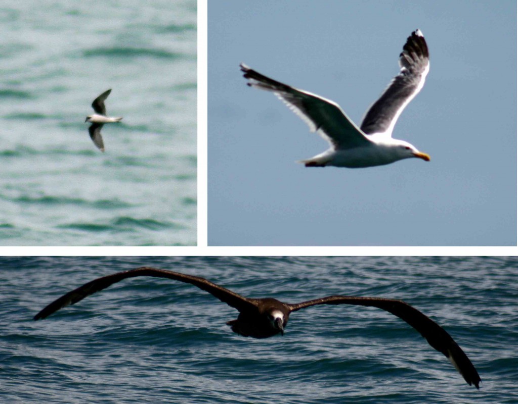 MarineBirds