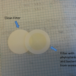 A clean filter next to a filter containing bacteria and phytoplankton from seawater