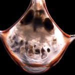 Microscopic image of a pteropod: Look closely to see if you can see the organisms its EATEN!