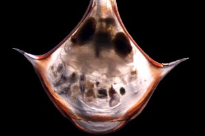 Microscopic image of a pteropod: Look closely to see if you can see the organisms its EATEN!