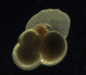 Not all things we find in the net are obviously animals. This small group of spherical shapes is actually a single-celled animal called a foraminiferan ("foram" is the nickname of this cute little blob).