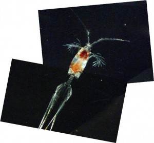 Sometimes the copepods have ornamentation (feather like appendages) that cannot fit into one picture.  These feathery tufts help the copepod to maintain its position in the water column and to avoid predators by appearing larger than they are.