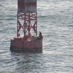harbor seal chilling